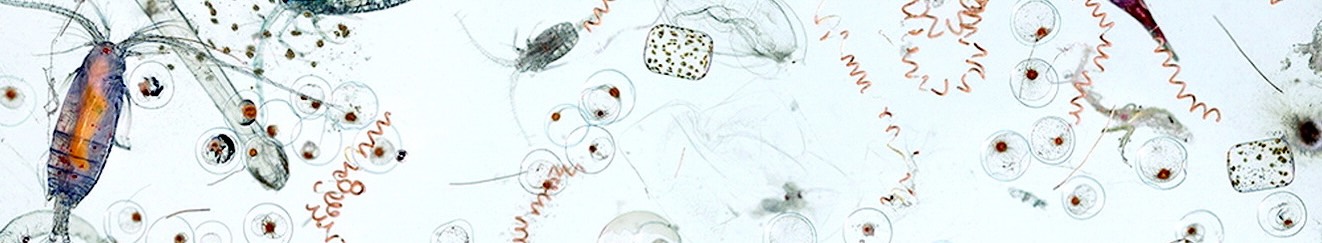 banner.jpg