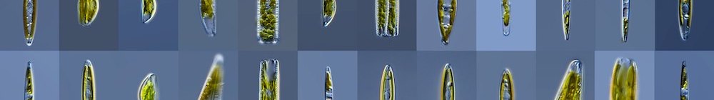 diatoms.jpg